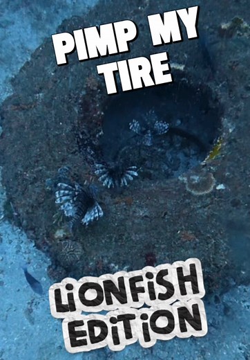 I had to go back down to clear out this tire. It was calling my name! I broke up the house party and to their next meeting, these Lionfish were going to be tardy. 😭 #SlayEatRepeat #MerchAvailable @Alex Borsutzky
