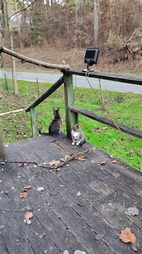 Streetwize Serenade: Lost Without You, Eyes on the Horizon 🎺😺