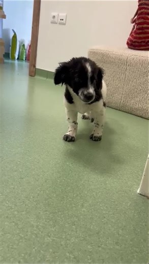 Zuhause gesucht ! Unser tapferer Linus hat sich das Beinchen beim spielen verdreht.