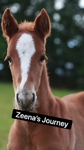 Sharing Zeena’s journey again. Ive gotten a few messages asking about her smooshed eye. 🐎🥰#horses #horsesofinstagram #horsebarn #foalsofinstagram #barnlife #horselove #horselife #farmlife #mare #horselover #horseriding #horsegirl #horsemom | Double Z Farm