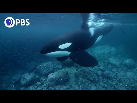 Why are Orcas Known as the “Wolves of the Sea”?