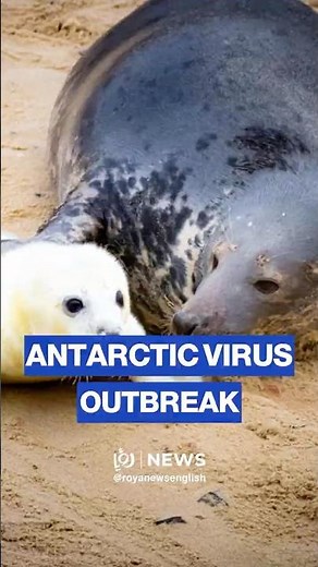 Bird flu virus kills thousands of elephant seals near Antarctica
