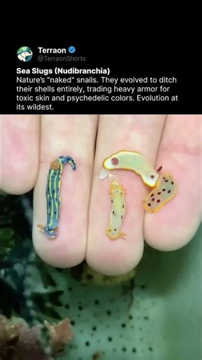 Real-Life Ocean Pokemons