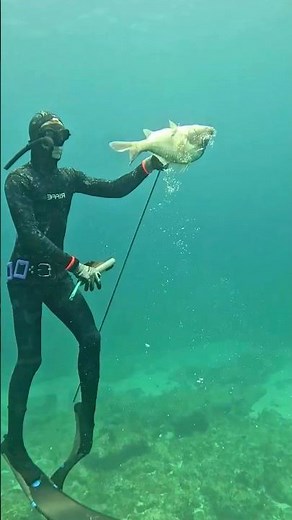 Why We Love Shooting a Hawaiian Sling #fishing #spearfishing