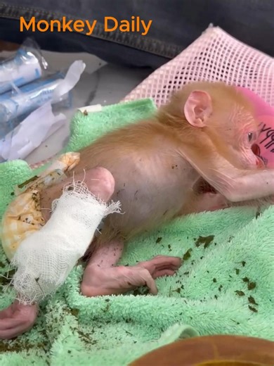 Treatment for poor baby monkey with swollen leg