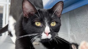 How you can help stop animal abuse