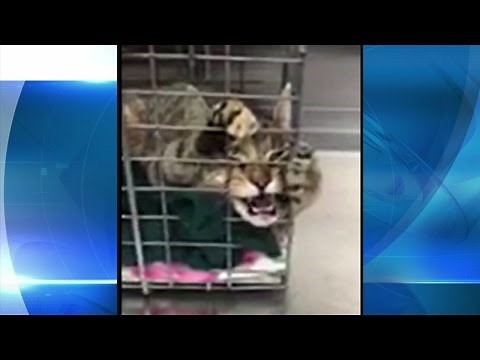 Cat tests positive for rabies in Niagara County, health officials warning public of rabid animals