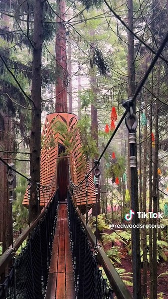 Redwoods Treewalk & Altitude on TikTok