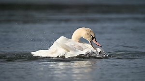 1.8K views · 80 reactions | Swan cygnet bathing. The great contortionist. #swans | The Silenced Photographer | Facebook