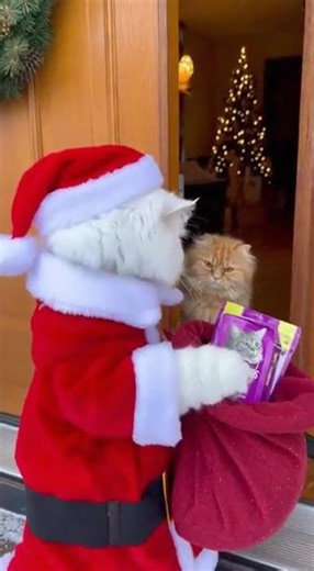 Santa Cat’s Kindness, One House at a Time 🐾❤️
