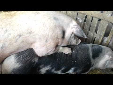 Nerast u akciji!!! 2016