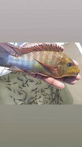New Wild fish. Altolamprologus Calvus Black moliro Melanogenys Kigoma Frontosa Ikola Tropheus bright red Kalambwe Tropheus Red rainbow Tropheus Ikola Tropheus Mpulungu Tropheus Katonga Petrochromis Moshi Petrochromis Famula kigoma Petrochromis Trewavasae Petrochromis Rainbow Izinga Petrochromis Longola red Xenotilapia Flavipinnis Kekese | Malawi & Tanganyika Importen