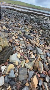 I love the geology of Orkney. Here at Scapa beach you can see the layers of sedimentary sandstone and cross bedding amongst the layers. Between 420-350 MYA Orkney was under a massive freshwater lake named Orcadie. Interestingly enough it was a Roman scholar and map maker who came up to Orkney in about 126 BC to map out the islands and study the geology. You may be interested to know that 6 tonne altar stone at Stone Henge believed to have come from Wales is now believed to come from the Orcadian