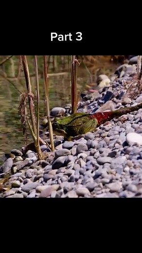 The Circle of Life: Snake Feasting on a Frog