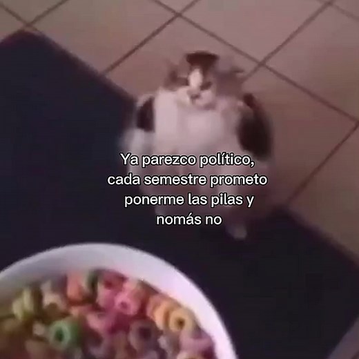 Gatos: Humor y Memes en Cada Semestre