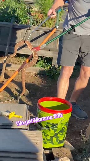 101K views · 1.4K reactions | Incredible Snake Call  One turns into many #snake #baby #mom #nature #fyp #california | The Snake Wranglers-California's most trusted snake relocation service | Facebook