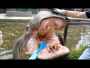 カバの歯磨きによる歯磨きのススメ