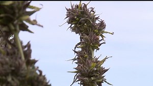 How much money are people making from growing hemp?