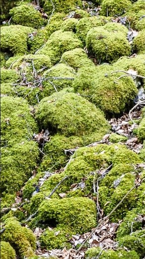 Cushion Moss for Terrariums