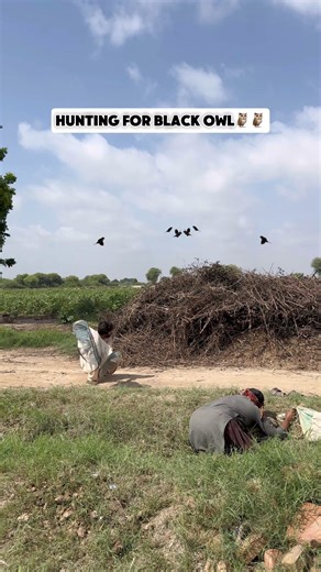 Hunting for black owl🦉🦉 #owl #birds #wildlife #Amazing | Hunting Adventure