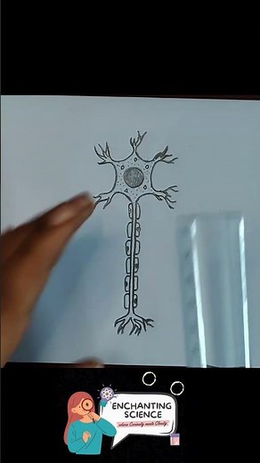Neuron Structure Explained Step by Step |Easy Science Drawing #neuronstructure #biology #cellbiology