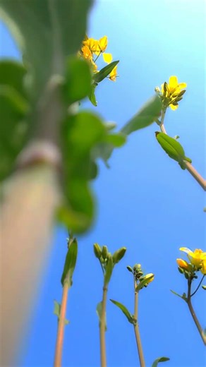 संगे दिलवो ले जा रुमाल में ❤🥰 #love #bhojpurisong #youtubeshorts #toptrending #trendingshorts