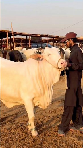 Village Farmer's Rarest Cow Collection | Karachi Cow Mandi #shorts #cow #bull #cowvideos #trending