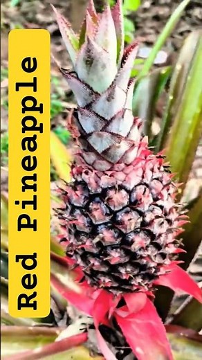 Red pineapple 🍍#nature #youtubeshorts #flowers #fruit