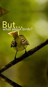Over 100 bird species are considered lost to science—but the Search for Lost Birds is determined to change that! 🐦‍⬛ https://searchforlostbirds.org/ Scientists from American Bird Conservancy, @rewild, American Bird Conservancy, and the Cornell Lab of Ornithology, have compiled the most comprehensive list yet of lost birds and where they were last seen. The exciting news? Since 2022, 14 lost birds have been rediscovered! With the help of partners, citizen scientists, and passionate birders, the 
