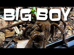 Setting up the Goliath Birdeater Tarantula's Natural Bioactive Terrarium