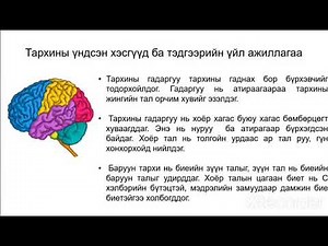 тархины бүтэц үйл ажиллагаа