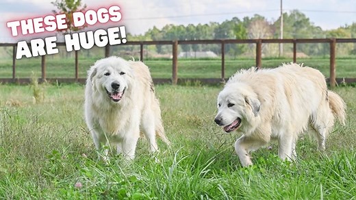 In this video, we'll introduce you to all five of our Great Pyrenees Livestock Guardian Dogs! Watch as Ashton shows you what it's like to have Great Pyrenees. You can learn about their personality and temperament, see them playing in the grass, and learn how much these dogs love their families! | Goat Milk Stuff