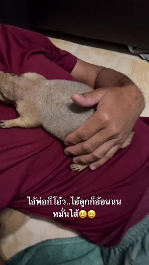 Caring for Your Prairie Dog: Relaxed and Happy