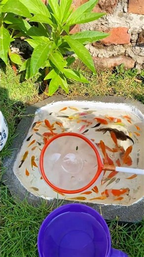 Scooping colorful ornamental fish, comet fish, koi fish, goldfish, glowfish