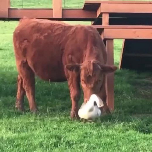 Interactions Between Cows and Geese in Nature