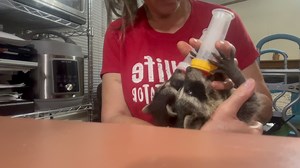 21K views · 2.8K reactions | Baby raccoon bottle time | Little Bit Wildlife Rescue | Facebook