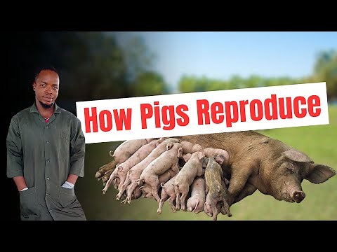 The Science Behind Pig Reproduction