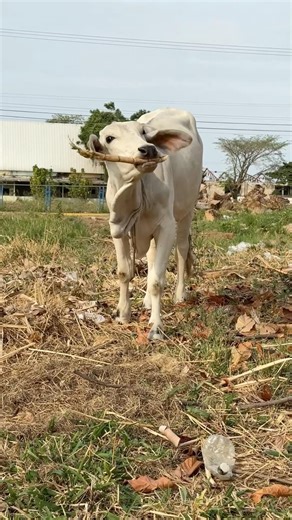 Que está comiendo la vaca 🌾🐄😱 #humor #comedia #viral