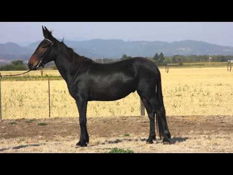 3 Friesian Mules for sale. Driving Prospects.