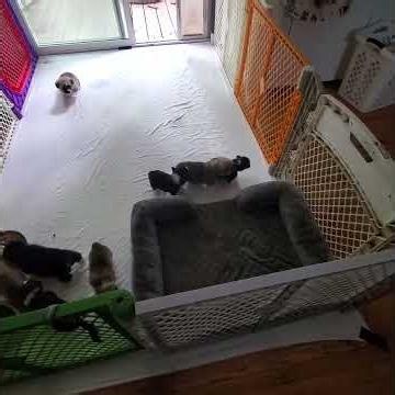 Pembroke Corgi puppies playing and exploring.🥰🦊❤️