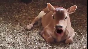 23K views · 167 reactions | And now a word from the Dairy Cows and Friends 藍藍藍 | Comedians And Eye Candy | Facebook