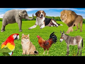 Cute Farm Animals: Horse, Pig, Duck, Cat, Buffalo, Chicken, Monkey, Parrot – Animal Video