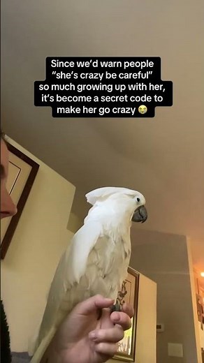 Funny Cockatoo Acts Crazy When Called Crazy!