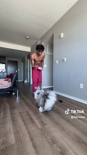 Robin learned some tricks, Sit, Stand, roll over & fetch 🤞🏾 #cat #mainecoon