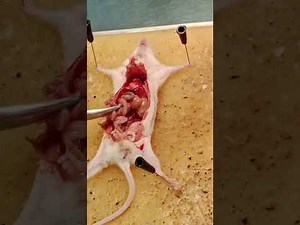 Mouse Dissection in Physiology lab UGM