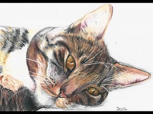 Cómo Dibujar un Gato Realista (Paso a Paso) | How to Draw a Realistic Cat