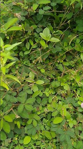 “I Touched This Plant… Watch What Happens! 😲🌿”The Shy Plant Reaction 😳 | Touch Me Not Plant” #nnn