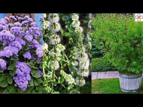 17 Best Plants That Repel Mosquitoes | Mosquito Repelling Plants