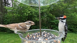 89K views · 2.9K reactions | Female Rose-breasted Grosbeak, Hairy Woodpecker, Female Cowbird, Northern Cardinal | Critter Cam | Facebook