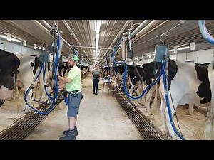 Milk sampling and testing